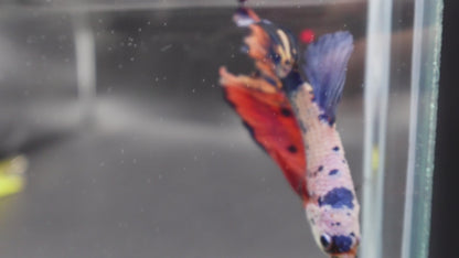 Rare Giant Multicolors Betta Fish (Male)