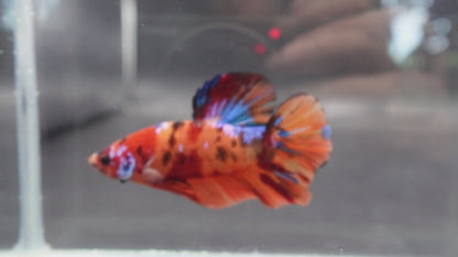 Rare Giant Multicolors Betta Fish (Male)