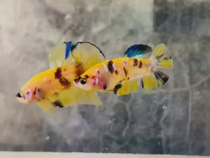 Rare Pair Yellow Tiger Betta Fish (Male & Female)