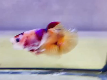 Rare Pair Koi Multicolors Betta Fish (Male & Female)