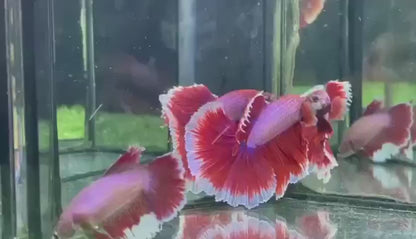 Pair Halfmoon Ruby Red Butterfly Betta Fish (Male & Female)