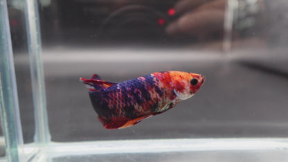 Rare Super Giant Koi Multicolors Betta Fish (Female)