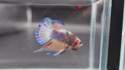 Competition grade - Classic PK Betta Fish (MALE)