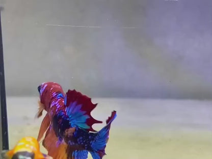 Rare Pair Koi Multicolors Betta Fish (Male & Female)
