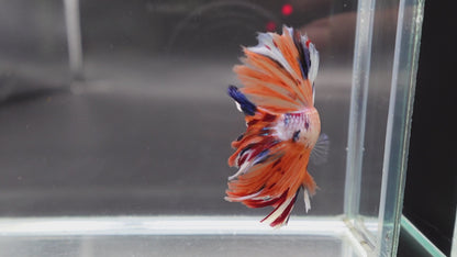 Rare Halfmoon Koi Multicolors Betta Fish (Male)