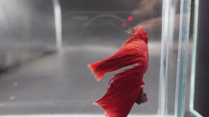 Rare Giant Halfmoon Super Red Betta Fish (Male)
