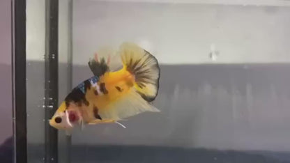 Galaxy Yellow Tiger Betta Fish (Male)