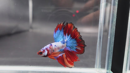 Rare Halfmoon Multicolors Betta Fish (Male)