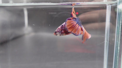 Rare Giant Multicolors Betta Fish (Male)