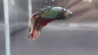 Rare Giant Halfmoon Red Copper Betta Fish (Male)