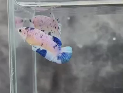 Rare Pair Blue Marble Dot Betta Fish (Male & Female)