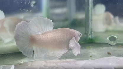 Dumbo White Betta Fish (Male)