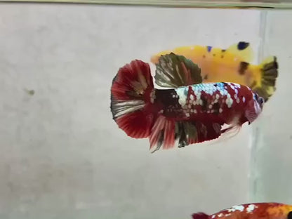 Rare Pair Red Copper Betta Fish (Male & Female)