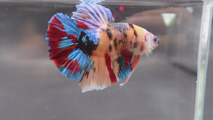 Competition Grade - Giant Multicolors Betta Fish (Male)