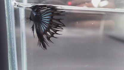 Competition grade - Black Venom Crowntail Betta Fish (MALE)