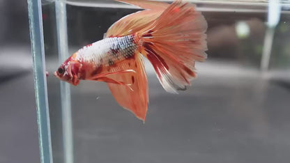 Rare Giant Halfmoon Nemo Copper Betta Fish (Male)