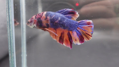Rare Giant Multicolors Betta Fish (Male)