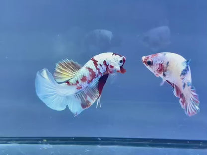 Rare Pair Copper Multicolors Betta Fish (Male & Female)
