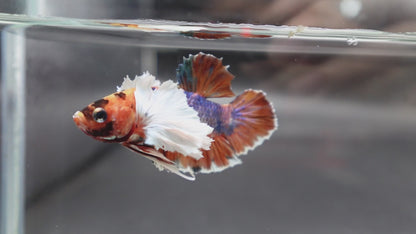 Rare Dumbo Koi Multicolors Betta Fish (Male)