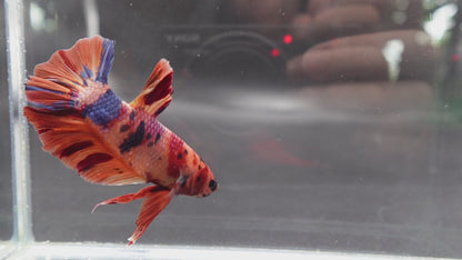 Rare Giant Multicolors Betta Fish (Male)