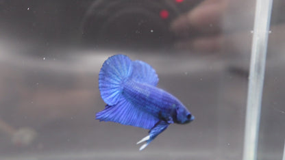 Navy Blue Betta Fish (Male)