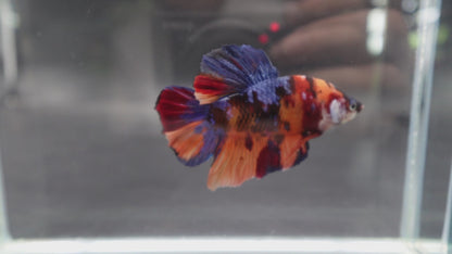 Rare Giant Multicolors Betta Fish (Male)