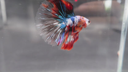 Rare Halfmoon Multicolors Betta Fish (Male)