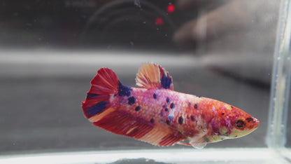 Rare Super Giant Koi Multicolors Betta Fish (Female)