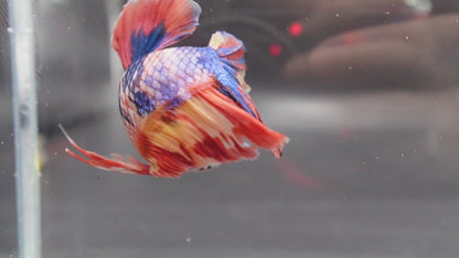 Rare Giant Multicolors Betta Fish (Male)