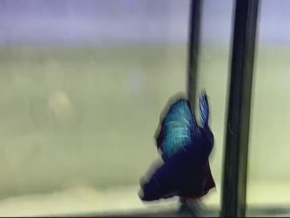 Rare Avatar Black Star Betta Fish (Male)