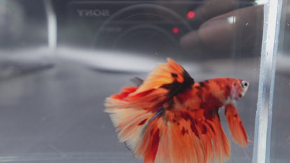 Rare Halfmoon Multicolors Betta Fish (Male)