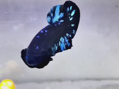 Rare Black Star Betta Fish (Male)