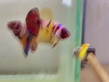 Rare Koi Multicolors Betta Fish (Male)