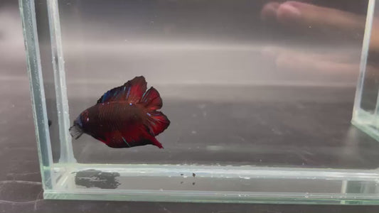 Competition Red Devil Double Tail Betta Fish (MALE)