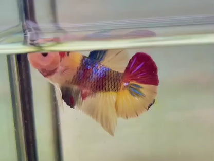 Rare Pair Koi Multicolors Betta Fish (Male & Female)