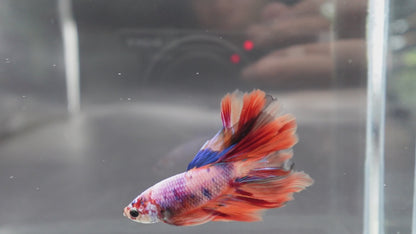 Rare Halfmoon Multicolors Betta Fish (Male)