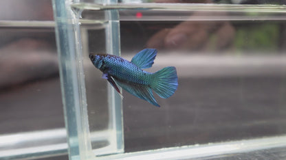 Hybrid Blue Ocean Wild Betta Fish (Male)
