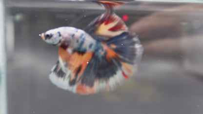 Competition Halfmoon Multicolors Betta Fish (MALE)