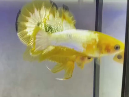 Pair Yellow Copper Startail Betta Fish (Male & Female)