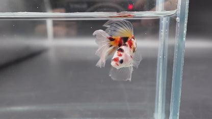 Rare Giant Halfmoon Koi Multicolors Betta Fish (Male)