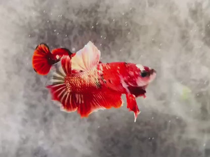 Rare Pair Red Copper Betta Fish (Male & Female)
