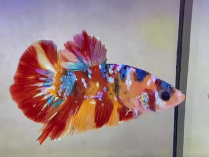 Rare Pair Koi Multicolors Betta Fish (Male & Female)
