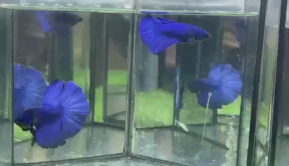 Pair Halfmoon Blue Betta Fish (Male & Female)