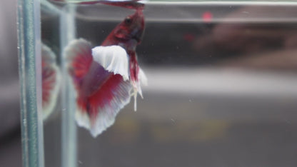 Rare Dumbo Crimson Red Betta Fish (Male)