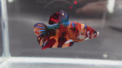 Competition Grade - Giant Multicolors Betta Fish (Male)