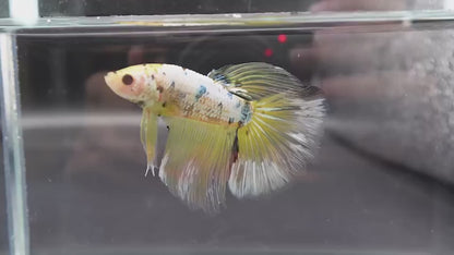Rare Giant Halfmoon Koi Yellow Betta Fish (Male)