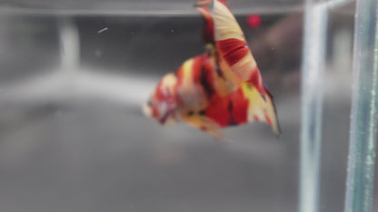 Rare Fire Tiger Betta Fish (Male)