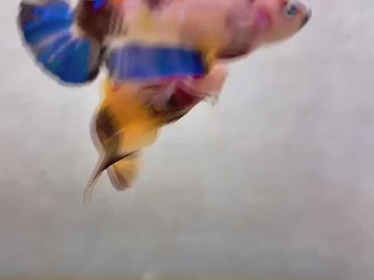 Rare Pair Koi Multicolors Betta Fish (Male & Female)