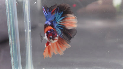 Rare Halfmoon Multicolors Betta Fish (Male)