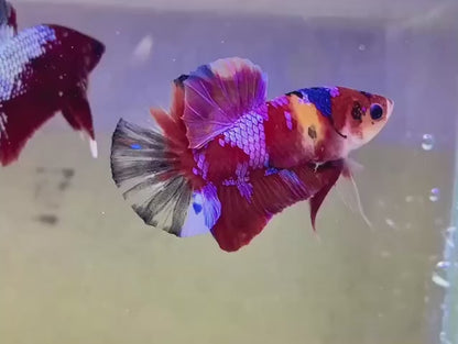 Rare Koi Multicolors Betta Fish (Male)